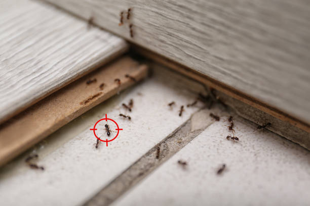 Best Residential Pest Control  in Vale, OR