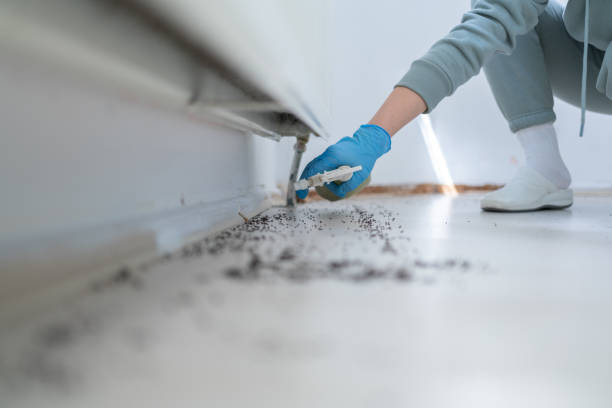 Best Termite Control Services  in Vale, OR